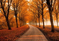 /album/making-learning-visible5/autumn3-jpg/